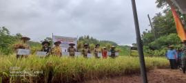 Poktan Segar Pringombo Panen Raya Padi Bersama Wakil Bupati Gunungkidul